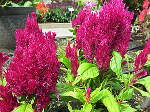 Impossible d'afficher l'image