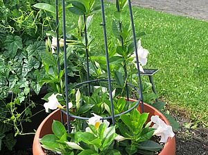 Impossible d'afficher l'image