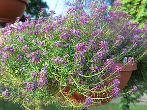 Impossible d'afficher l'image