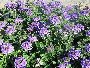 Verbena 'EnduraScape Blue' Impossible d'afficher l'image