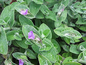 Tradescantia 'Athena Marlene' Impossible d'afficher l'image