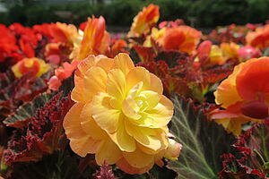 Impossible to display the image