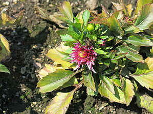 Impossible d'afficher l'image