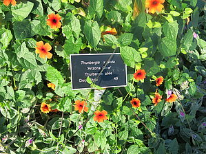 Thunbergia 'Arizona Glow' Impossible d'afficher l'image