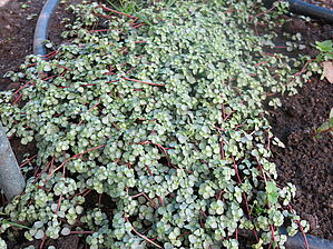 Pilea 'Aquamarine' Impossible d'afficher l'image