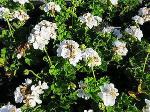 Impossible d'afficher l'image