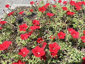 Impossible d'afficher l'image