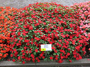 Impossible d'afficher l'image