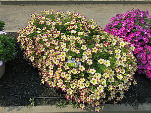 Petunia Headliner 'Banana Cherry' Impossible d'afficher l'image