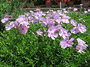 Phlox Phlox Trot 'Pink' Impossible d'afficher l'image
