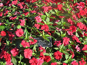 Impossible d'afficher l'image