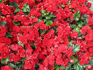 Begonia 'Vermillon Red' Impossible to display the image