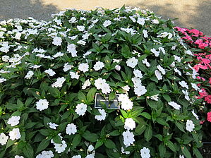 Impossible d'afficher l'image