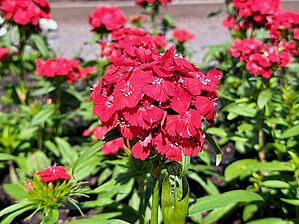 Impossible d'afficher l'image