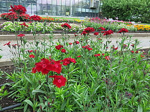 Impossible d'afficher l'image