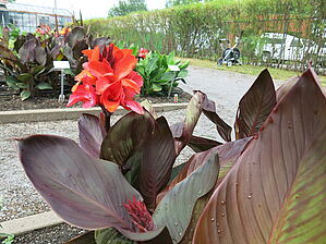 Impossible d'afficher l'image