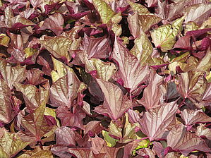 Impossible d'afficher l'image