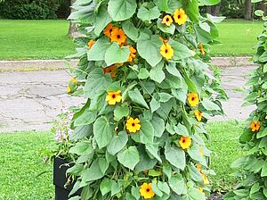Thunbergia 'Suzy Red Orange' Impossible d'afficher l'image