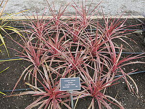 Impossible d'afficher l'image