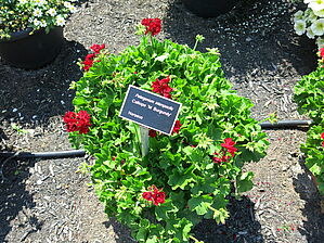 Impossible d'afficher l'image