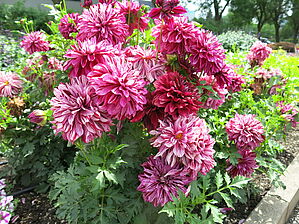 Impossible d'afficher l'image