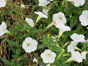 Petunia Supertunia 'White Charm' Impossible d'afficher l'image