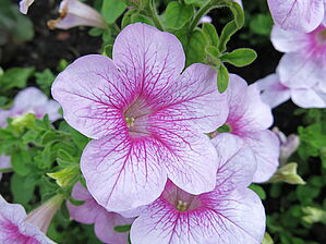 Petunia Sanguna 'Mega Pink Vein' Impossible d'afficher l'image