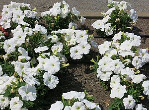 Petunia 'Tritunia White' Impossible d'afficher l'image