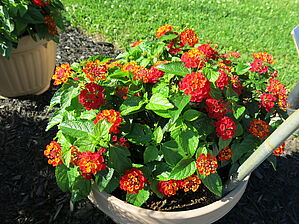 Impossible d'afficher l'image