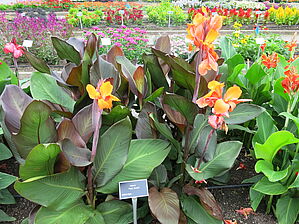 Impossible d'afficher l'image