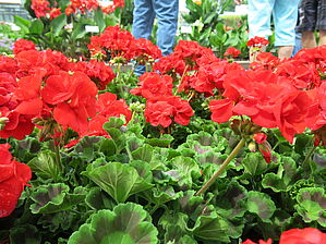 Impossible d'afficher l'image