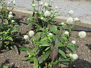 Gomphrena 'Ping Pong White' Impossible d'afficher l'image
