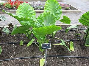 Alocasia 'Borneo King' Impossible d'afficher l'image