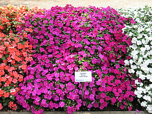 Impossible d'afficher l'image