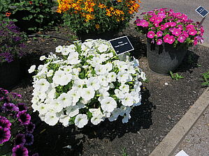 Petunia Veranda 'Compact White' Impossible d'afficher l'image