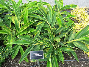 Alpinia 'Variegata' Impossible to display the image
