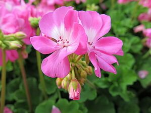 Impossible d'afficher l'image