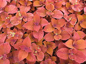 Plectranthus ColorBlaze 'Sedona Sunset' Impossible d'afficher l'image