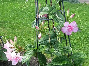 Impossible d'afficher l'image