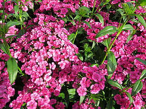 Impossible d'afficher l'image