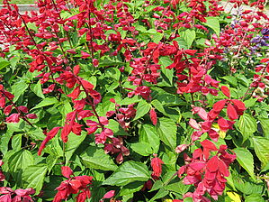 Salvia 'Grandstand Red' Impossible d'afficher l'image