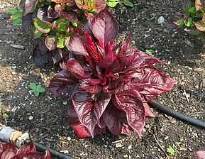 Impossible d'afficher l'image