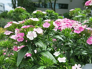 Impossible d'afficher l'image