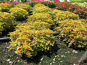 Plectranthus 'Love Bird' Impossible d'afficher l'image