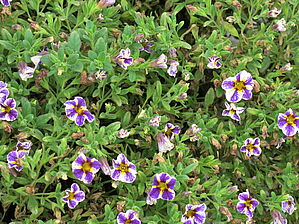 Impossible d'afficher l'image