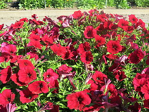 Impossible d'afficher l'image