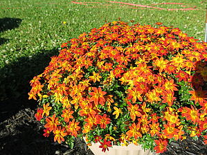 Impossible to display the image