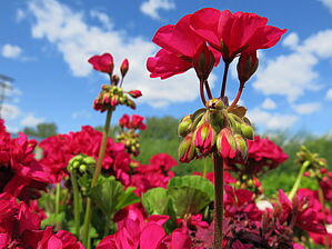 Impossible d'afficher l'image