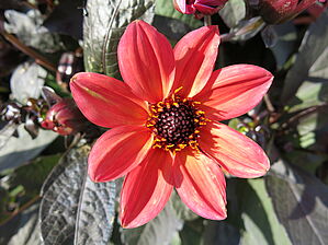 Impossible d'afficher l'image