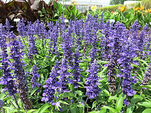 Salvia Majesty 'Blue' Impossible d'afficher l'image